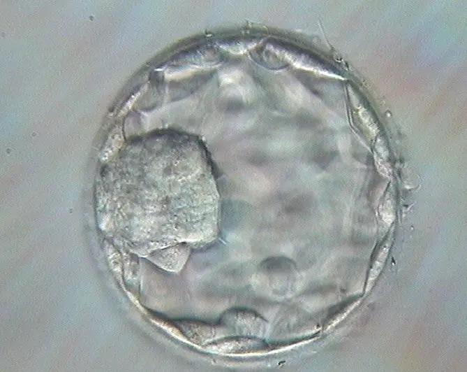 ECLOSION ASSISTEE (HATCHING)